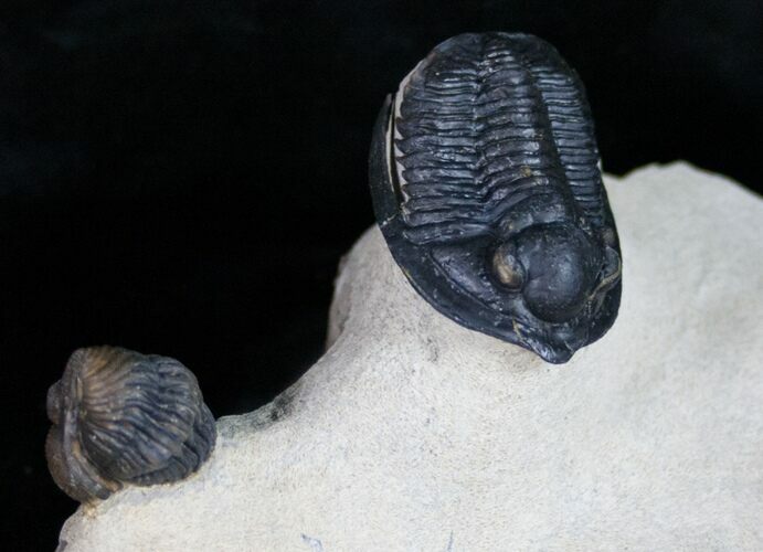 Large, Cornuproetus Trilobite With Phacopid #11046